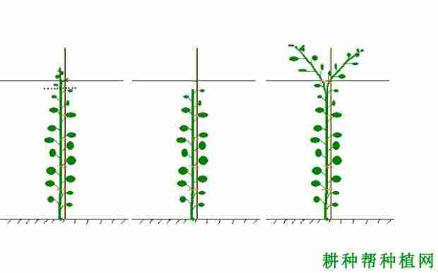 猕猴桃冬季修剪的方法及注意事项(猕猴桃冬季修剪方法)